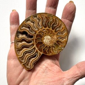 Metaphysical 73g Ammonite Fossil Slice Cancer & Aquarius Zodiac Signs
